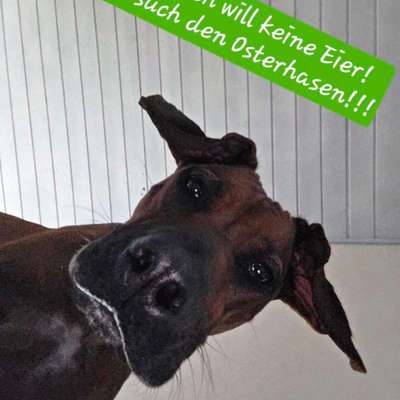 Rhodesian Ridgeback-Beitrag-Bild
