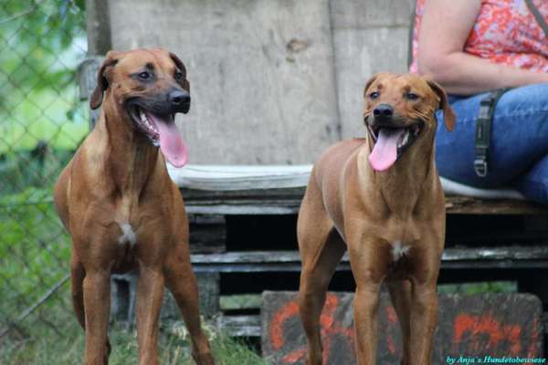 Rhodesian Ridgeback-Beitrag-Bild