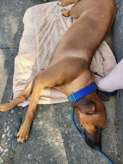 Rhodesian Ridgeback-Beitrag-Bild