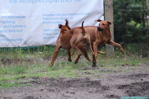 Rhodesian Ridgeback-Beitrag-Bild