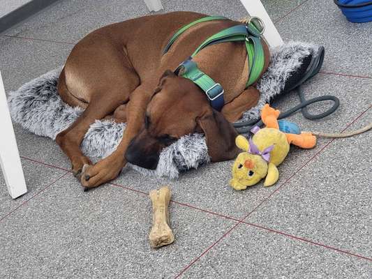 Rhodesian Ridgeback-Beitrag-Bild