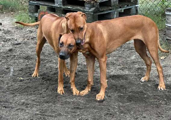 Rhodesian Ridgeback-Beitrag-Bild