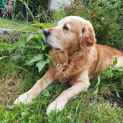 Hundetreffen-Spieltreff-Bild