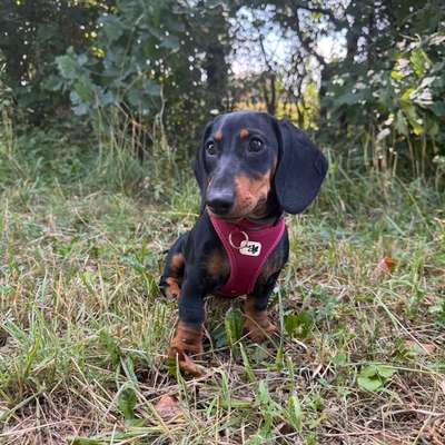 Hundetreffen-Spiel und Gassifreund in Neuaubing gesucht-Bild