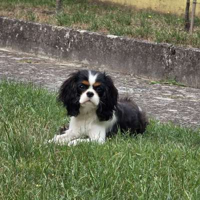 Hundetreffen-Suche kleine Hundefreunde-Bild