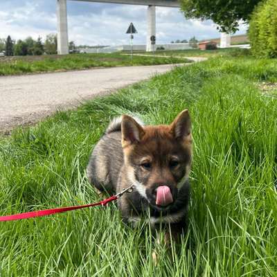 Hundetreffen-Welpentreffen-Bild