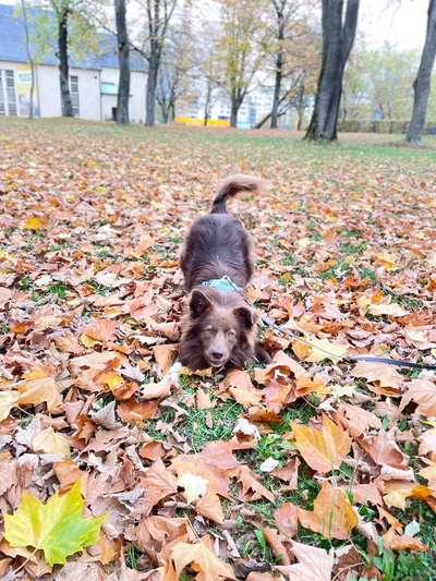 Hundetreffen-Liebevoller & verspielter Aussi sucht neue Freunde in Burgstädt-Bild