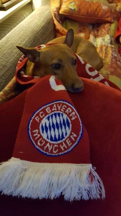 Eure Vierbeiner als Fußballfans-Beitrag-Bild