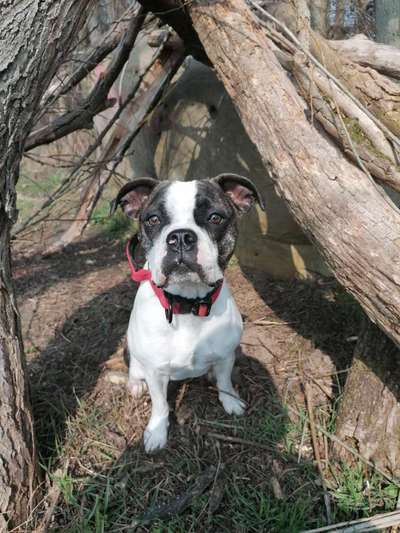 Challenge 23 : "  Euer Hund beim Frühlingserwachen "-Beitrag-Bild