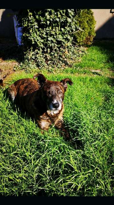 Zeigt mal die schönsten Bilder von euren Hunden !-Beitrag-Bild