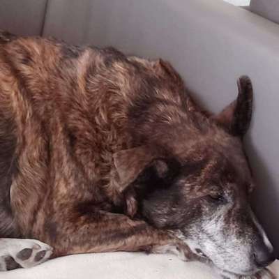 Zeigt mal die schönsten Bilder von euren Hunden !-Beitrag-Bild