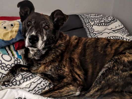 Zeigt mal die schönsten Bilder von euren Hunden !-Beitrag-Bild