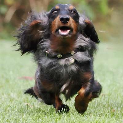 Hundetreffen-Tobe-und Spielgruppe Nordhorn-Bild