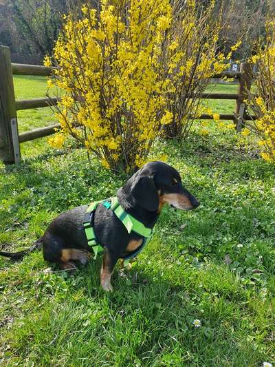 Rassen und ihre Eigenschaften-Beitrag-Bild