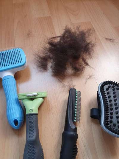 Fellwechsel beim Hund-Beitrag-Bild