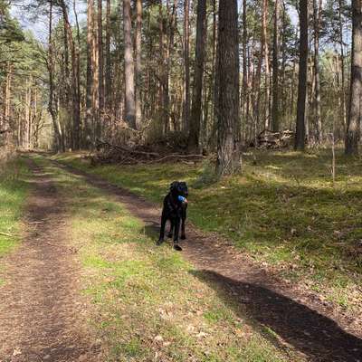 Hundetreffen-Spielrunde im Wald-Bild