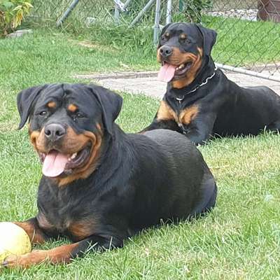 Hundetreffen-Dummyarbeit