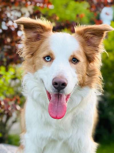 Hundetreffen-Socialwalk auch gerne mit anderen Rüden in Giebelstadt, Würzburg und Umgebung-Bild