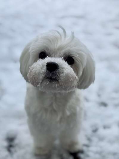 Hundetreffen-Trainingspartner*in für Ruheübungen bzw. Socialwalk oder souveräne Hunde für Kontakt-Bild
