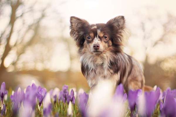 Challenge 23 : "  Euer Hund beim Frühlingserwachen "-Beitrag-Bild