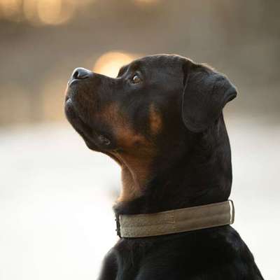 Hundetreffen-Hund Fotoshooting-Bild