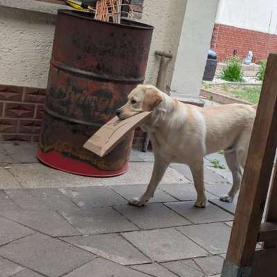 Hundetreffen-Suche einen Spielkameraden-Bild