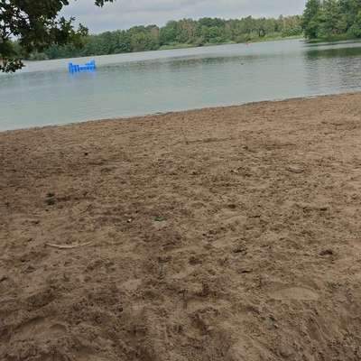 Hundetreffen-Spielgruppen und Sozialisierung für jeden-Bild