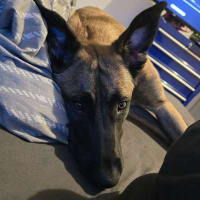 Hundetreffen-Auslauf und Spiel