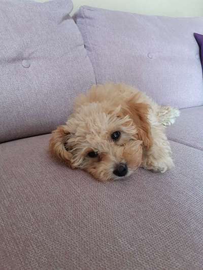 Hundetreffen-Treffen für Spaziergang oder Spielerunde gesucht.-Bild