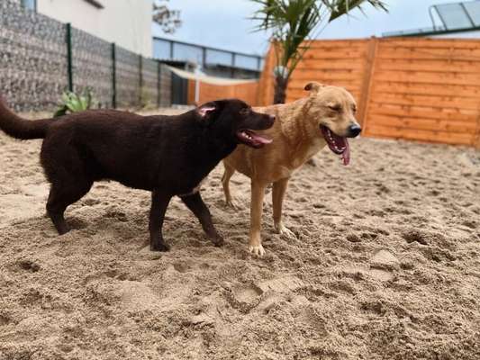 Hundetreffen-Besichtigungstermin unserer Tagesstätte-Bild