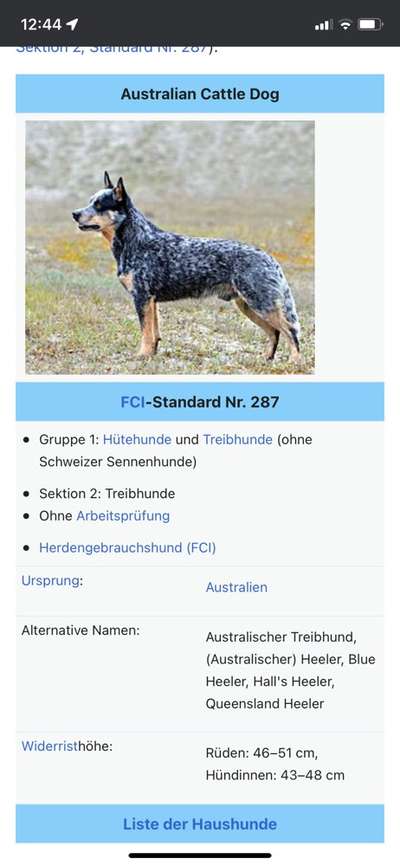 Großer Schweizer Sennenhund,  Appenzeller oder Entlebucher?-Beitrag-Bild