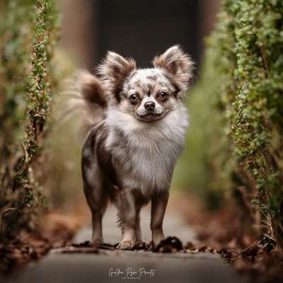 Hundetreffen-Dein Shooting✨️-Bild