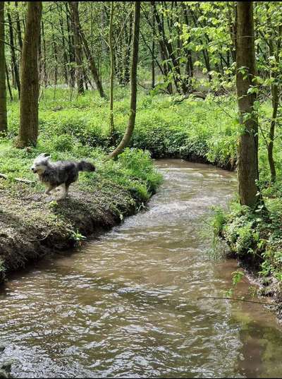 TierschutzhundeStammtisch🐕-Beitrag-Bild
