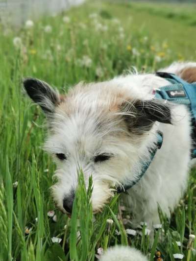 Die Dogorama Monats Challenge "Es grünt und blüht"-Beitrag-Bild