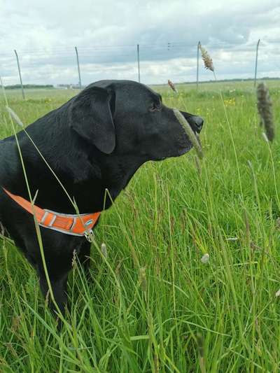 Die Dogorama Monats Challenge "Es grünt und blüht"-Beitrag-Bild