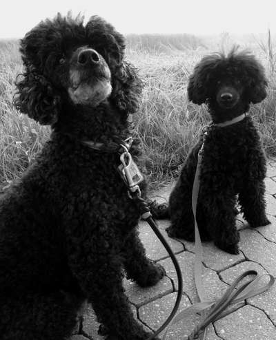 Die Dogorama Kalender Challenge Titelbild-Beitrag-Bild