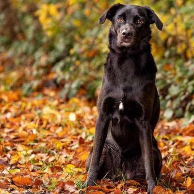 Hundetreffen-Spazieren, Spielen & Trainieren-Bild