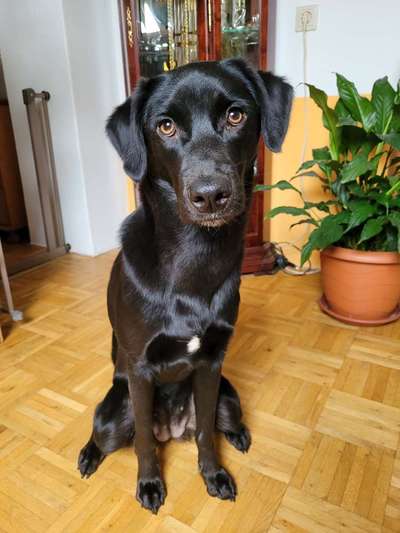 Mischlinge raten - Rätselspaß-Beitrag-Bild