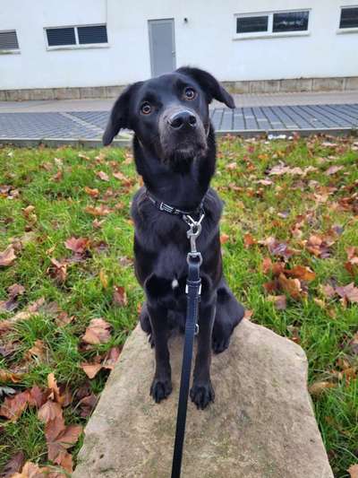 Wie heißt dein Hund?-Beitrag-Bild