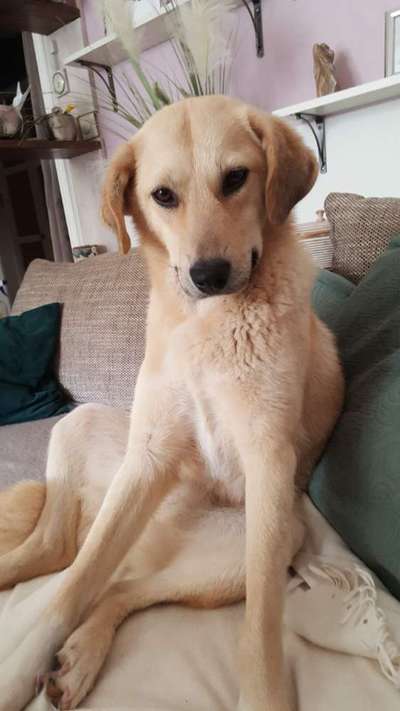 Auslandstierschutz-Beitrag-Bild