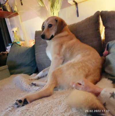 Auslandstierschutz-Beitrag-Bild