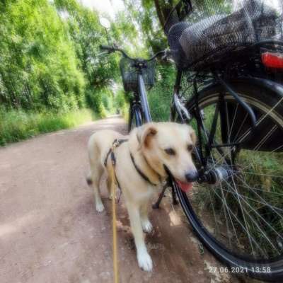 Radfahren mit Hund-Beitrag-Bild