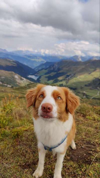 Hundetreffen-Gemeinsames Training-Bild