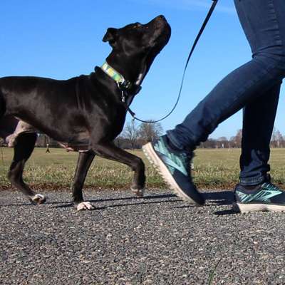 Giftköder-Körper mobilisieren mit Hund-Bild