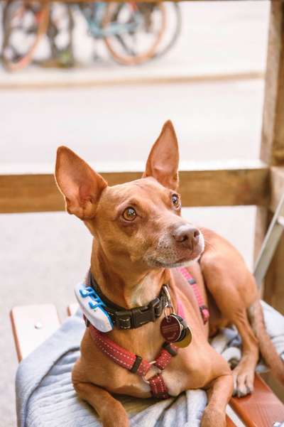 Die Dogorama Wochen Challenge-Beitrag-Bild