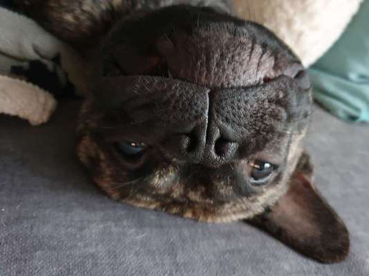 Zeigt mir die tollste Nahaufnahme von eurer Fellnase-Beitrag-Bild