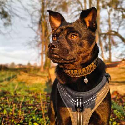 Hundetreffen-Suchen Hunde Freunde für gemeinsame Spaziergänge-Bild