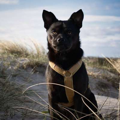 Hundetreffen-Suchen Hunde Freunde für gemeinsame Spaziergänge-Bild