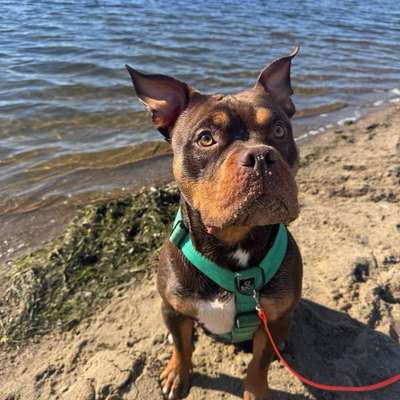 Hundetreffen-Gassifreunde gesucht-Bild