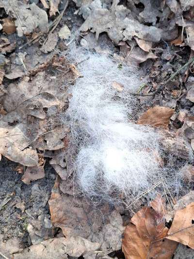 Komische Fellknäule im Wald-Beitrag-Bild